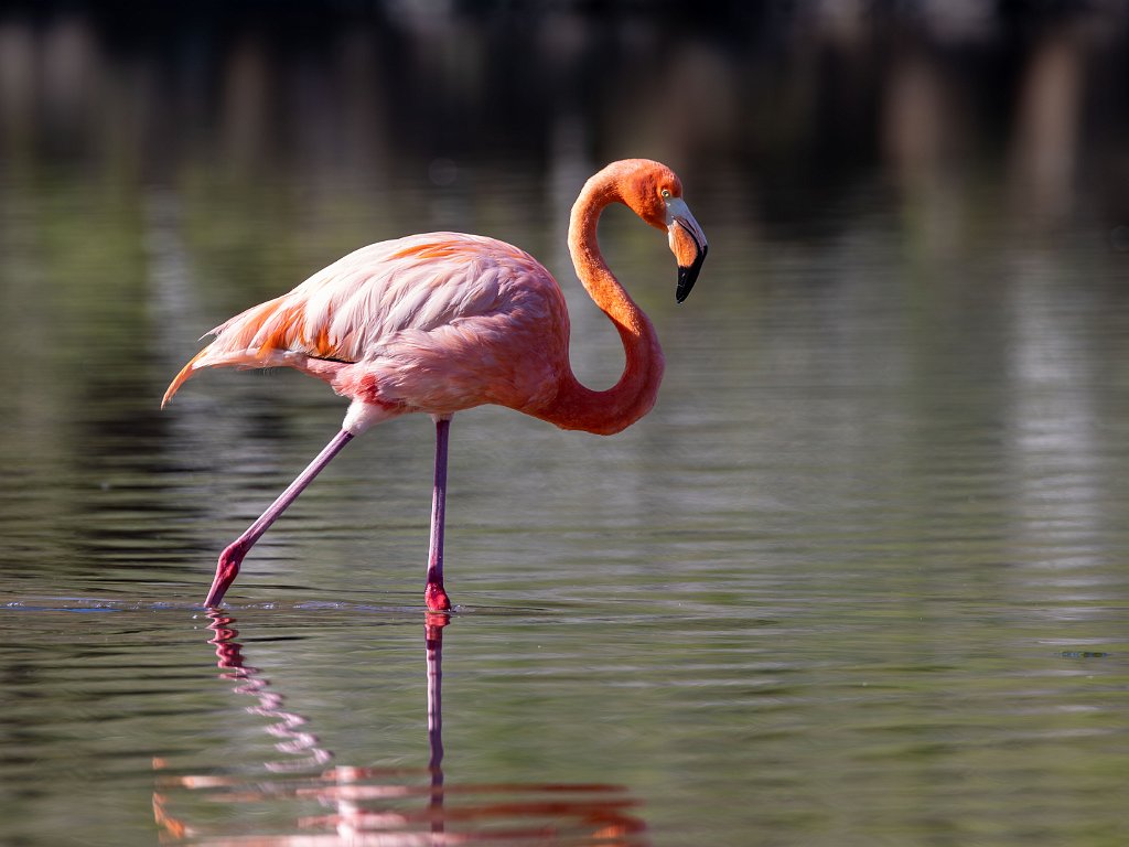Galapagos - Floreana 2023 May